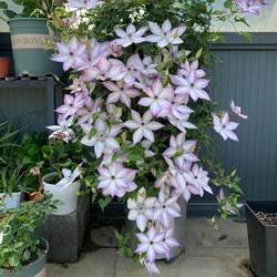 Double-petaled Balcony Silver Coin Flower Seedling Utopia