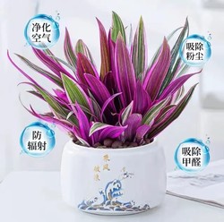 Purify the air, purple orchids, flowers, foliage and green plants