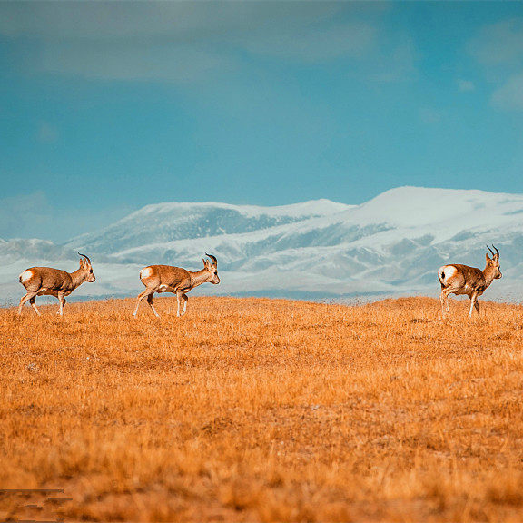 野奢青海甘肃9天可可西里【冷湖火星营地+敦煌山庄】无人机航拍