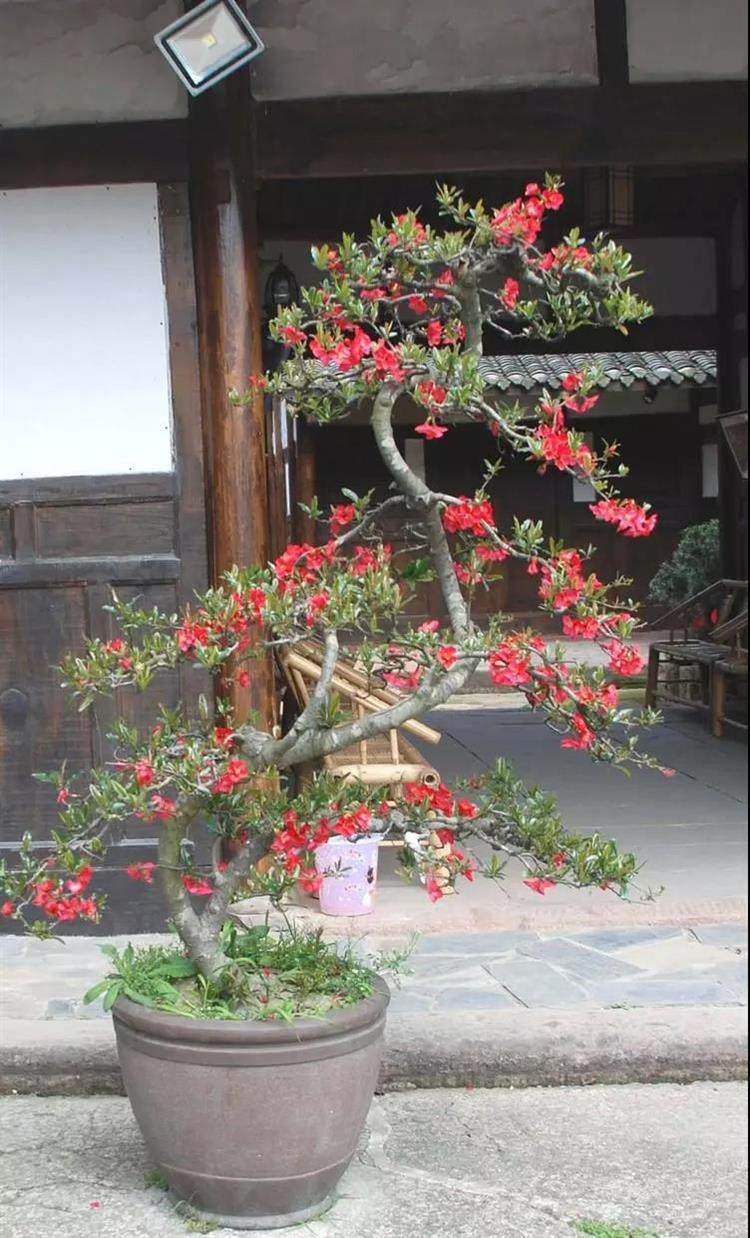 海棠树姿优美,春季花色艳丽,秋季红果累累,玲珑可爱,为园林绿化中优美