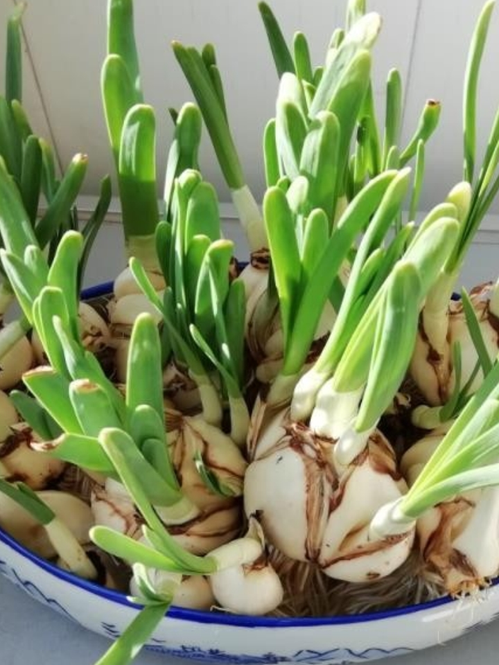 盛源室内水培水仙花球种 美优享 美丽优品分享好站 优品情报站