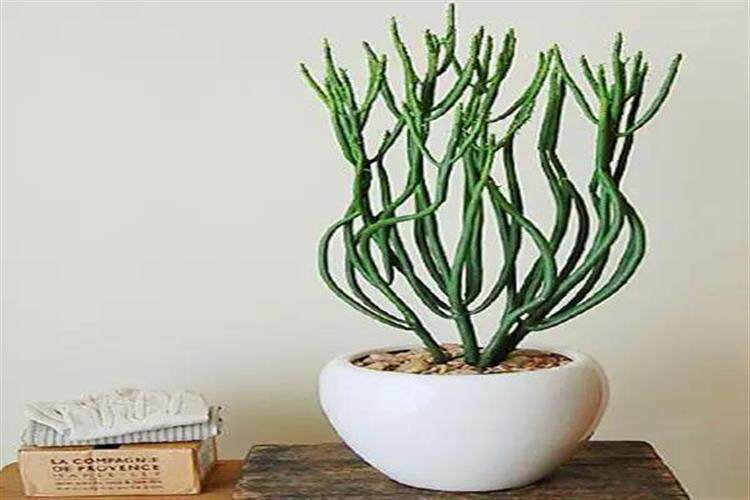 很多人都喜欢它,光棍树也是我们生活中常见的一种多肉植物,造型独特