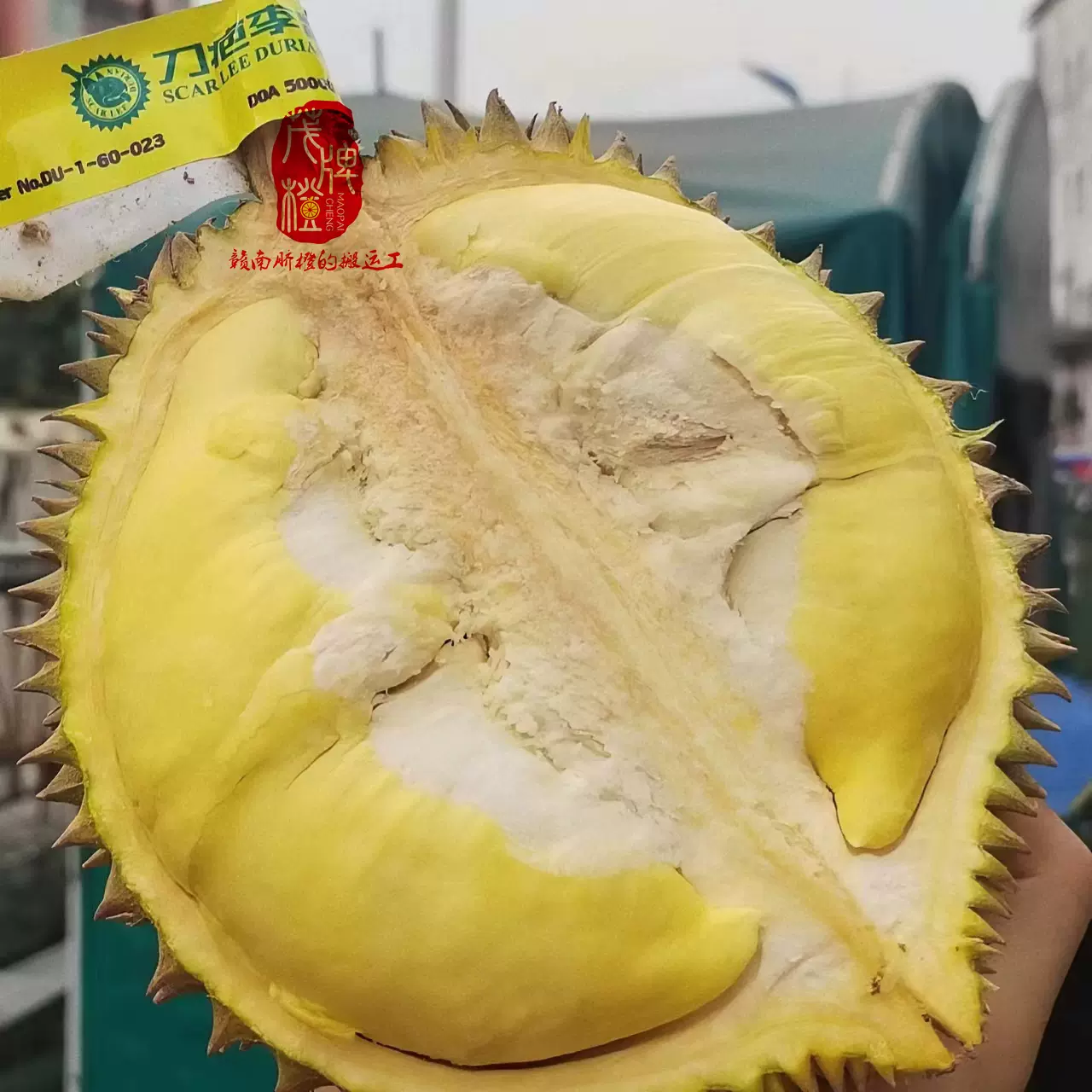 送料無料！！タイ産 泰国新鲜榴莲 金枕榴蓮 1箱/10kg前後