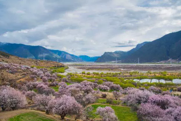 嘎拉桃花村图片