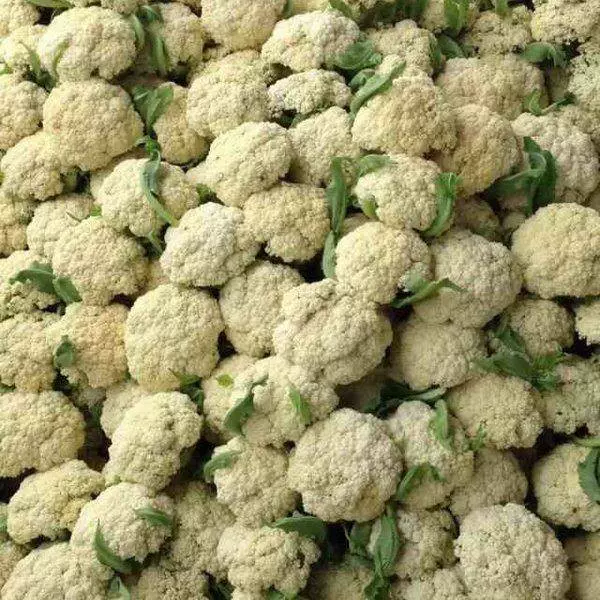 新鲜现摘5斤装花散菜花老品种花菜花椰菜花时令蔬菜