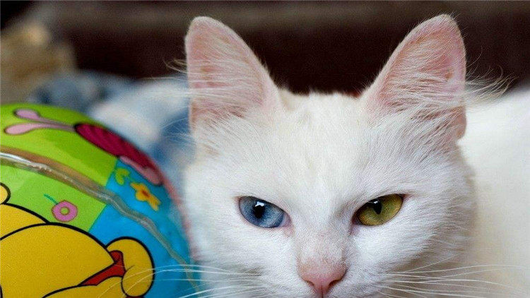 猫咪脱毛怎么回事？可能是因为这4个原因- 美优享- 美丽优品分享好站,优 