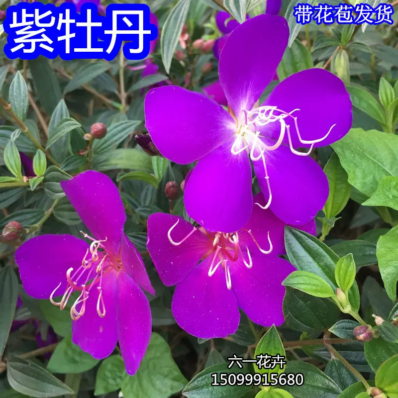巴西野牡丹紫牡丹四季开花盆栽蓝稔花苗庭院花卉植物紫色花