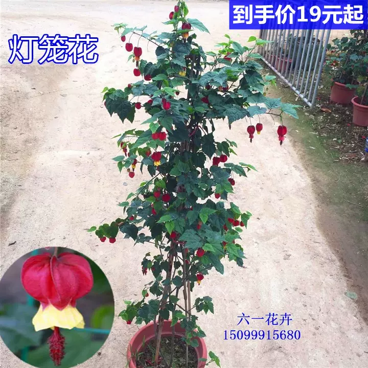 藤本灯笼花风铃花蔓性风铃花苗红心吐金花四季爬藤