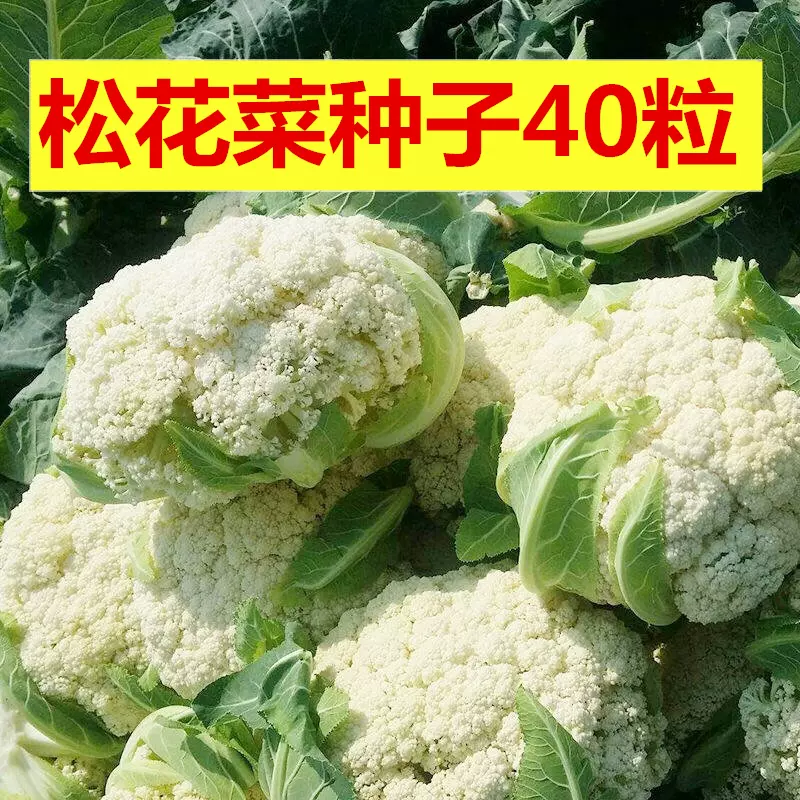 松花菜种子青梗花椰菜西兰花西蓝花宝塔菜紫甘蓝包心菜 松花菜种子青梗花椰菜西兰花西蓝花宝塔菜紫甘蓝包心菜