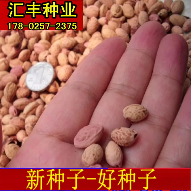 日本櫻花種子紅葉櫻花樹種早晚櫻嫁接山櫻桃馬哈利大青葉