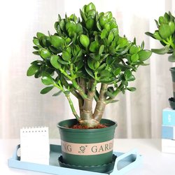 Yushu potted old piles, big leaves, red edges, Yushu saplings, high-quality succulents, large, easy-to-grow indoor flowers and green plants
