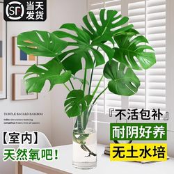 Hydroponic plant Monstera potted old pile purifies the air, light luxury, large leaves, indoor foliage green plants, shade-tolerant evergreen