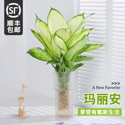 Marian hydroponic plant potted evergreen rich bamboo indoor green plant good plant living room purifying air flower