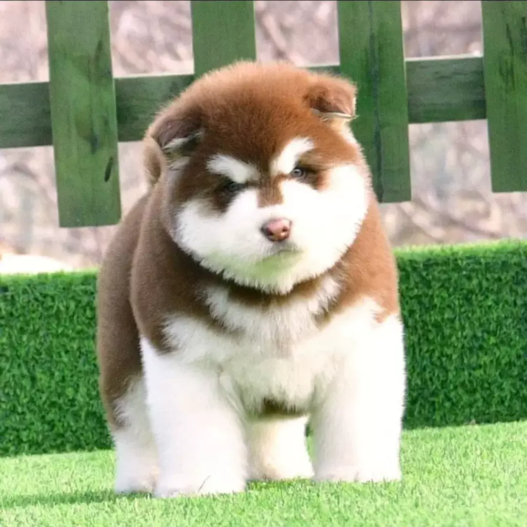 阿拉斯加犬活体幼犬纯种大型犬雪橇犬巨型犬十字脸黑白色狗狗幼崽 Taobao