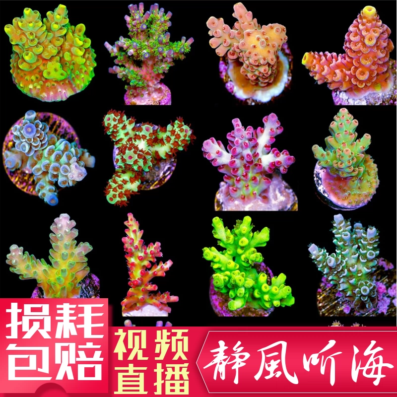 天然深海赤珊瑚 サンゴ 一刀彫三本脚の蛙 置物 入手困難 骨董 WWFT006