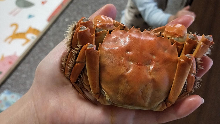 舌尖上的美味,来一场美丽‘蟹’逅吧(图2) 舌尖上的美味,来一场美丽‘蟹’逅吧(图2)