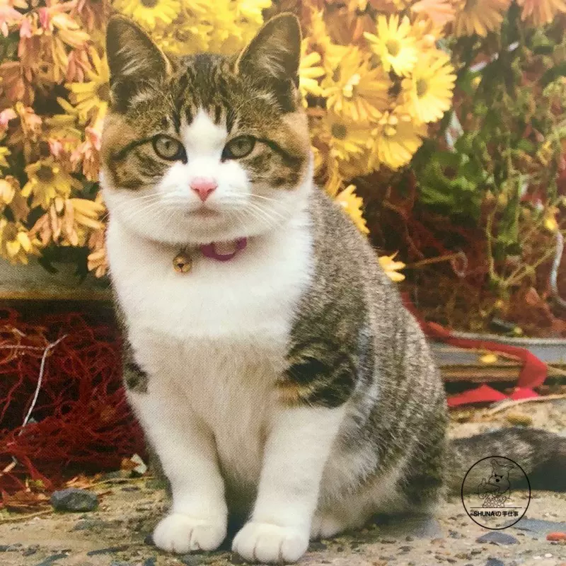 Shuna 貓の不思議日本動物寫真家巖合光昭攝影作品明信片現貨