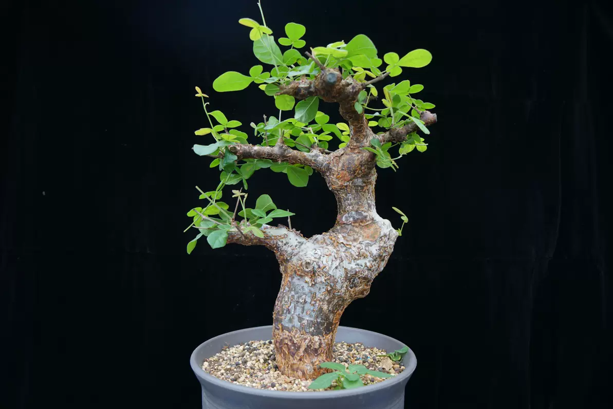 塊根植物 Commiphora orbicularis commiphora orbicularis #塊根#塊根植物#塊根植物のある暮らし