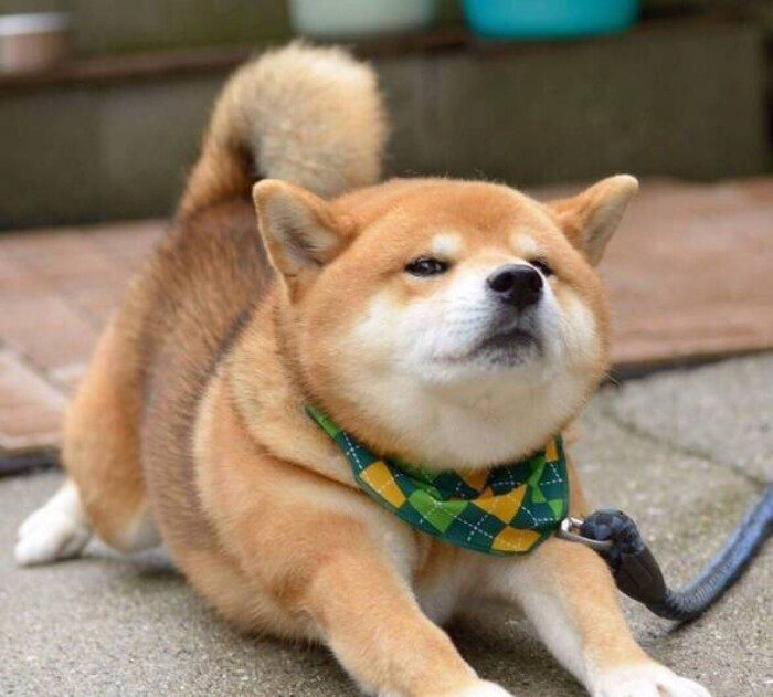 小奶狗动不动就肠胃不适到底是谁的锅