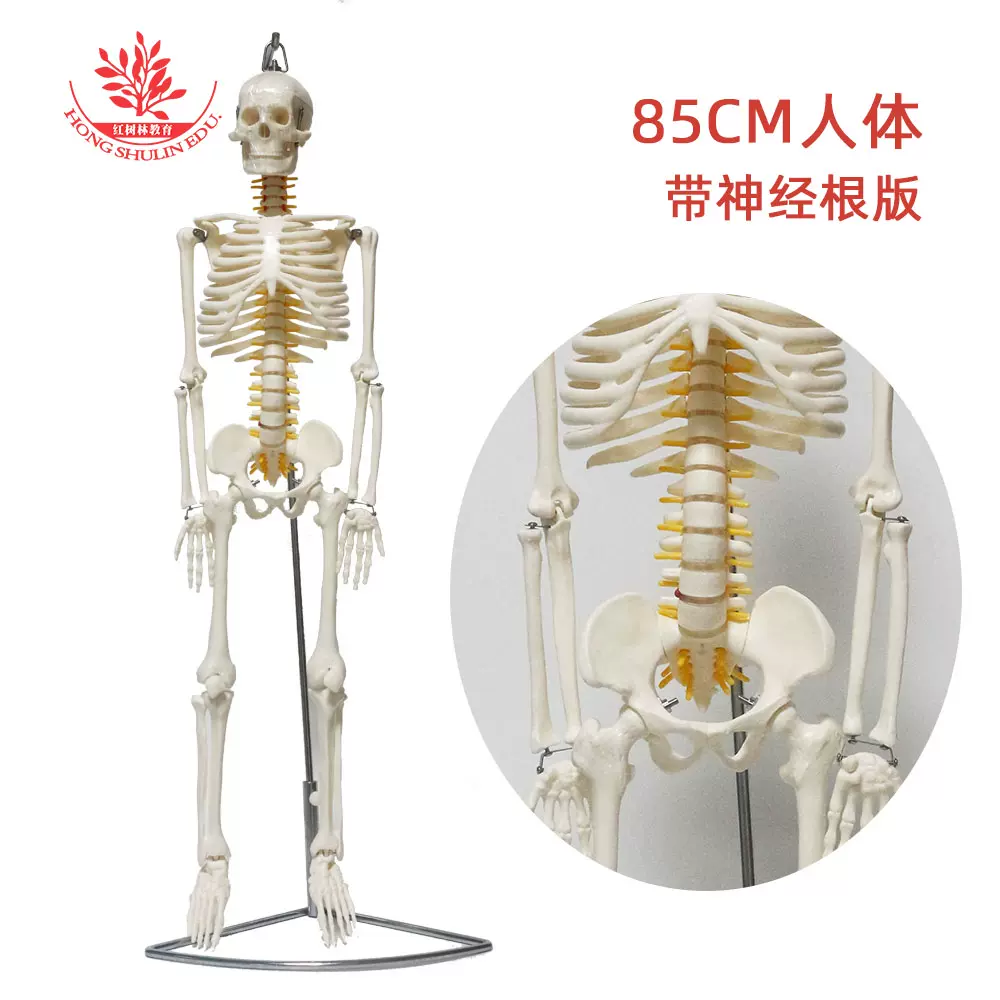85cm悬挂版人体骨骼模型了解人体的骨骼构造附神经根医用骨架标本-Taobao