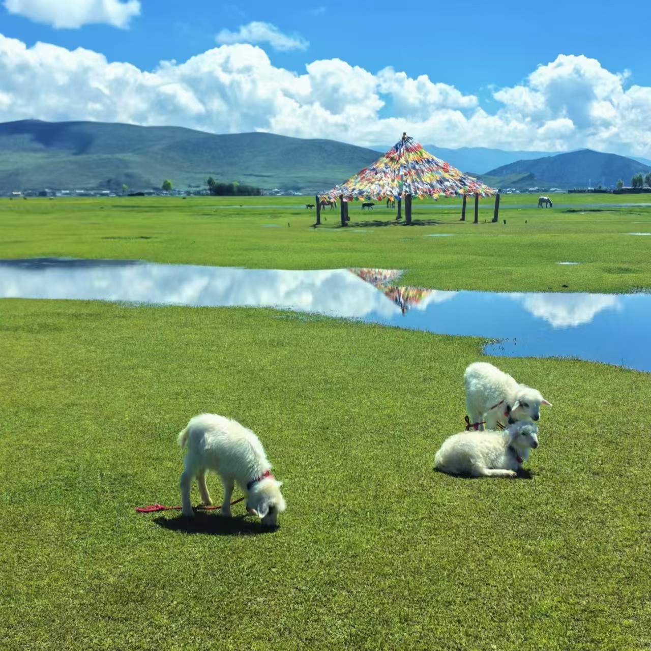 2-9人品质纯玩小团|云南旅游丽江香格里拉梅里雪山6天5晚跟团游