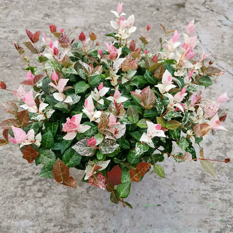 花葉絡石盆栽彩葉金葉絡石花葉植物四季垂吊耐熱耐寒庭院綠植包郵 Taobao