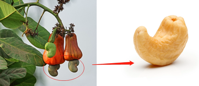 老少皆宜健康零食,健康好坚果(图3) 老少皆宜健康零食,健康好坚果(图3)