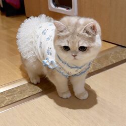 Cat Clothes Summer Strap Dress Dog Princess Dress Thin Vest Anti-Shedding Breathable Gold Gradient Ragdoll