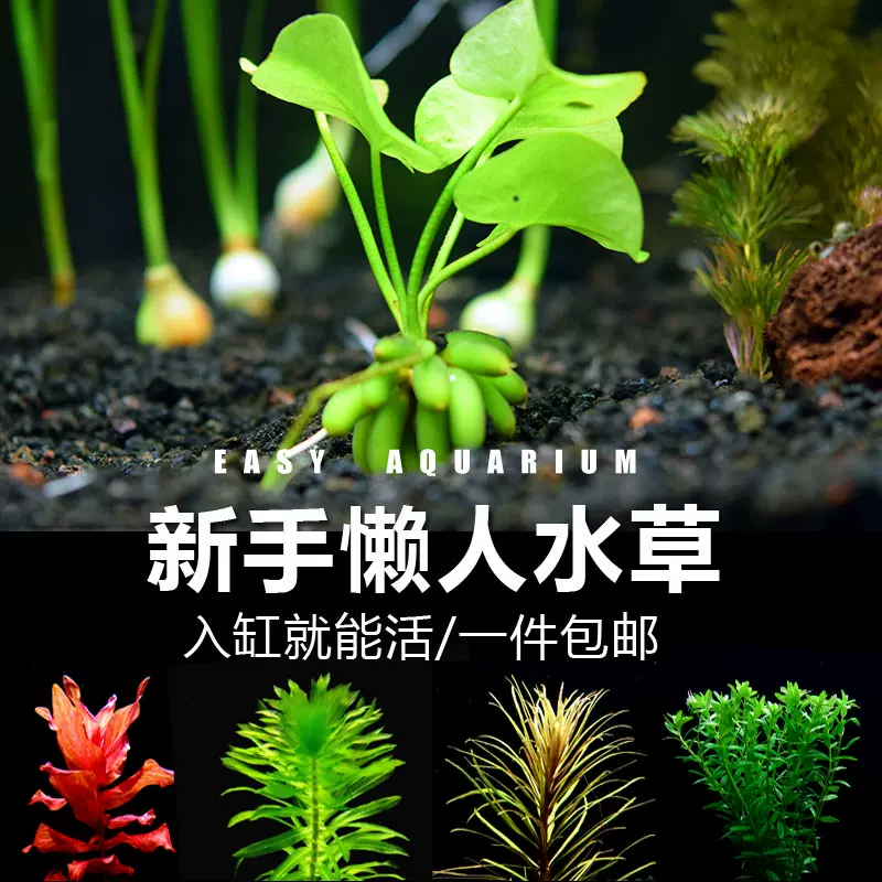 新手易养懒人水草活体绿藻球莫斯阴性淡水植物海藻