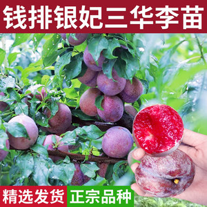 
Qian Pai Yinfei Sanhua Plum Sanyue Red Heart Plum Grafting Basin Planting Peach Fruit Tree Bee Candy Plum Seedlings in the North and South