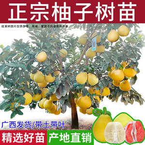 Guangxi Shatian grapefruit tree seedlings grafted three red heart honey pomelo courtyard greening north and south planting pots planting fruit seedlings