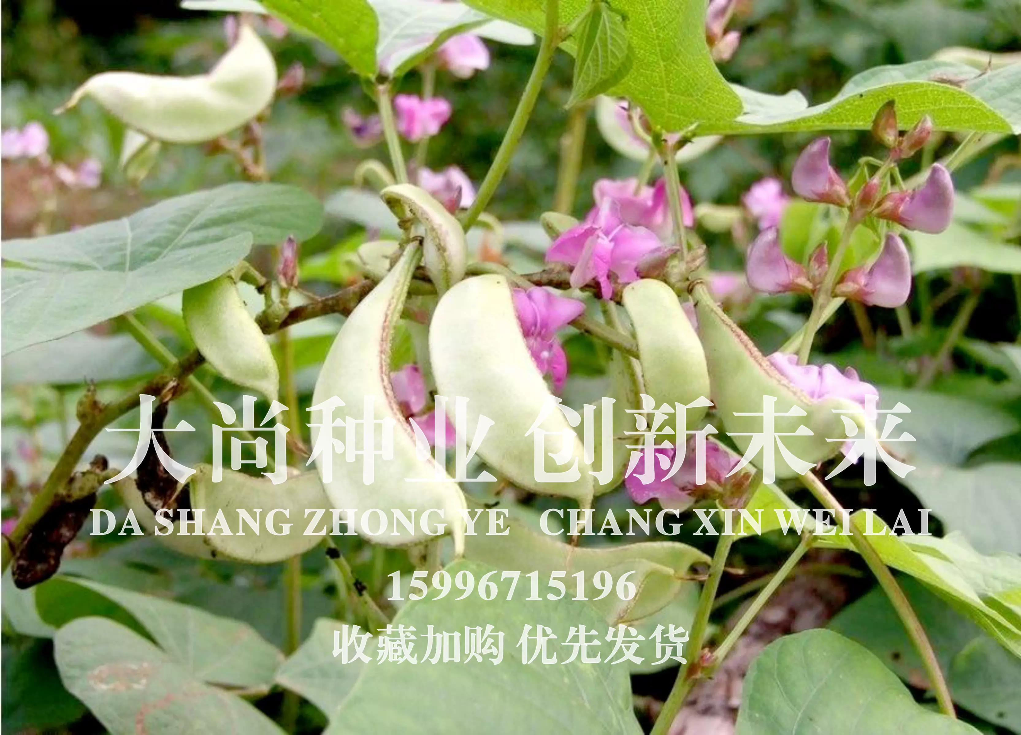 散装白扁豆种子食用藊豆 藤豆 查豆 豆角 眉豆种子 扁豆种子