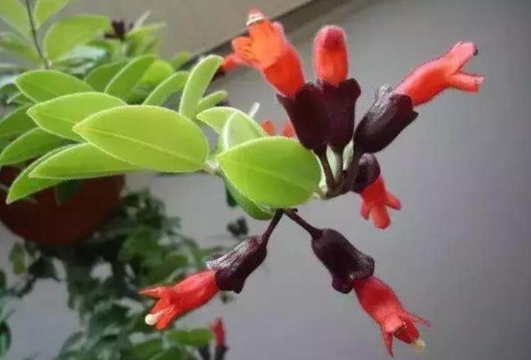 阳台种花 选这11种 四季盎然有花看 美优享 美丽优品分享好站 优品情报站