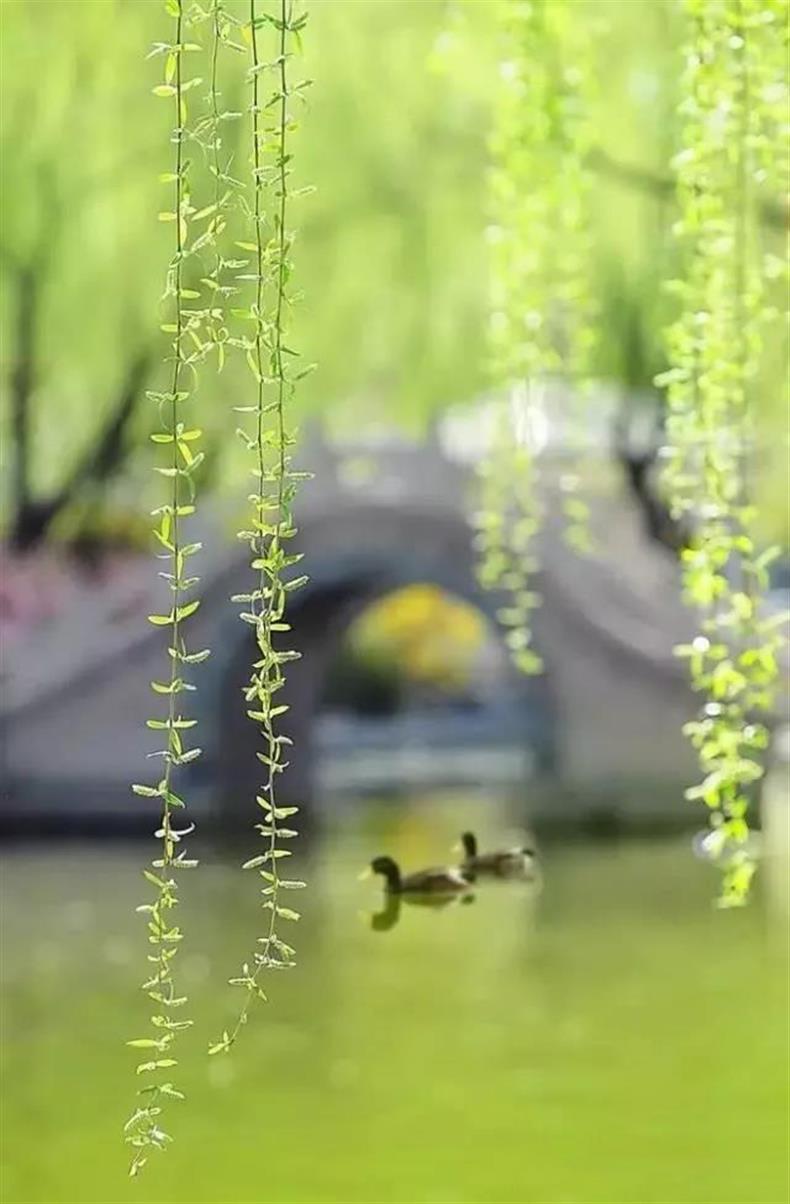 摄影 | 春天到了,这些摄影题材最容易出片-长沙SEO霜天