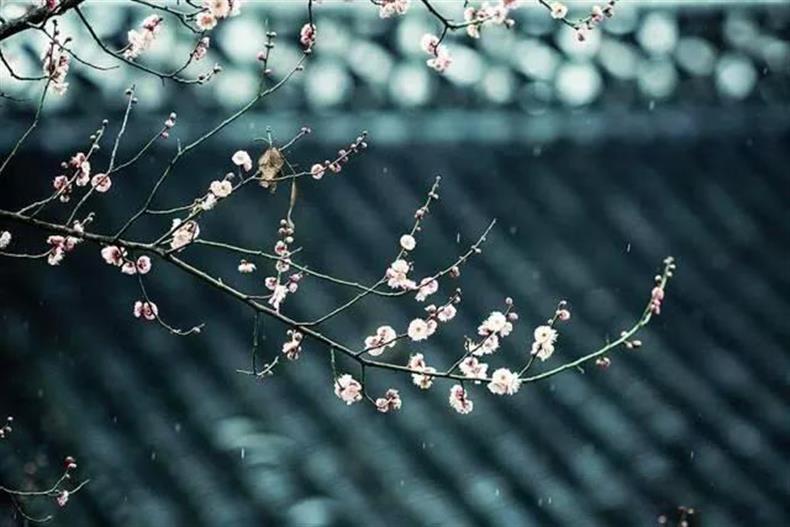 摄影 | 春天到了,这些摄影题材最容易出片-长沙SEO霜天