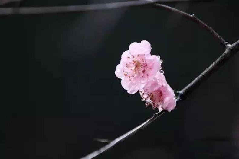 摄影 | 春天到了,这些摄影题材最容易出片-长沙SEO霜天