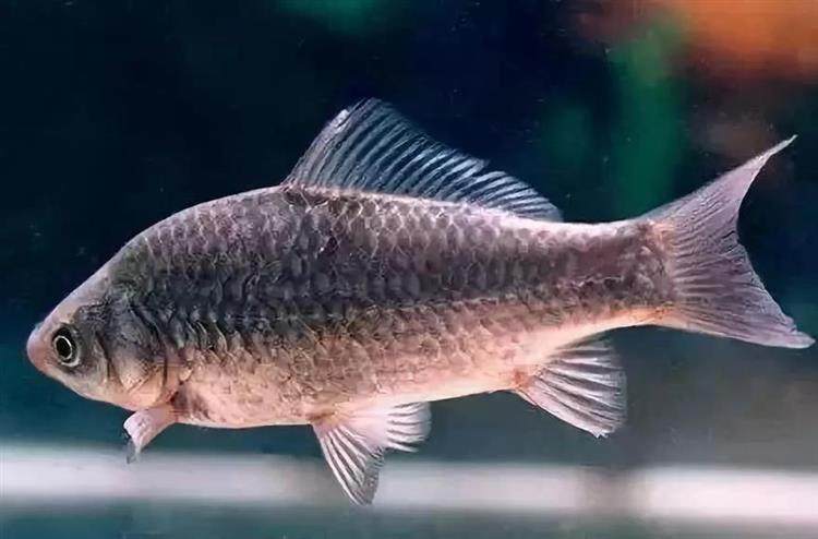 蓝鲫和九一八咋搭配才好用教你这3招