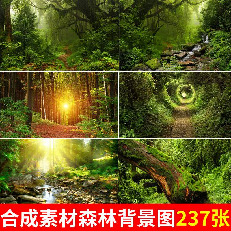 超大高清背景图ps合成设计素材绿色森林热带雨林大树枝干自然