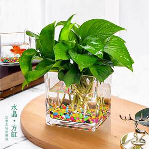 Creative hydroponic utensils Vase Swing glass cylinder flower pot flower pot flower bashing green dill plant square decorative desktop