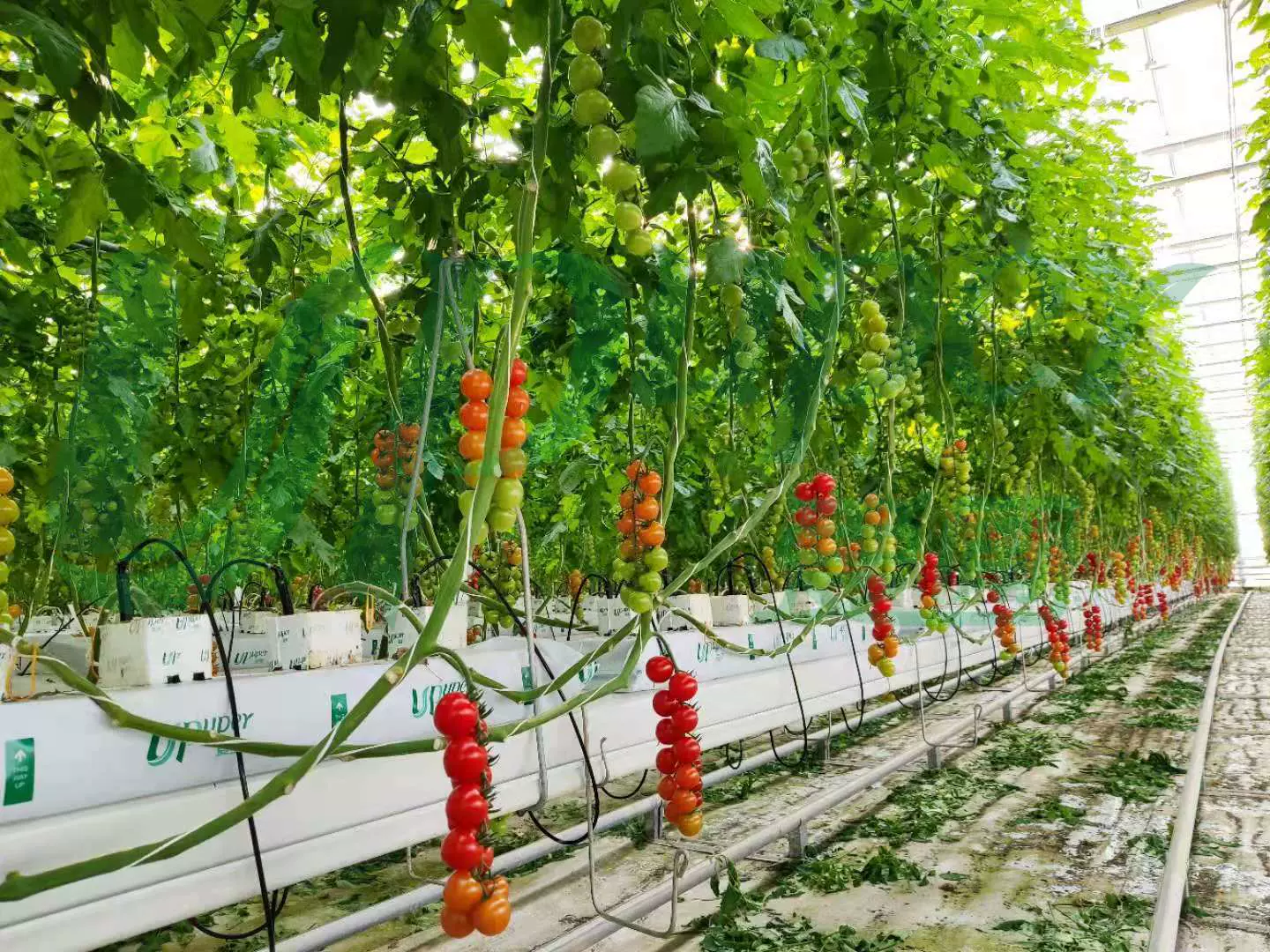 愛圃種植巖棉定植條無土栽培基質條栽培條水培