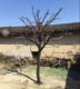 Simulation dead tree large -scale dead tree trunk, real tree trunk fake tree prop, tree hotel living room coffee shop decoration