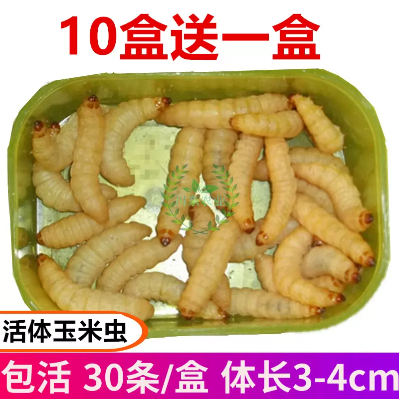 特大号葡萄蜜虫活体玉米虫画眉鸟食提性活虫爬