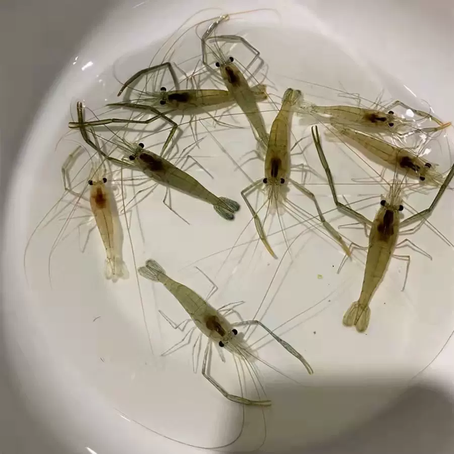 河虾草虾淡水除藻长臂虾大眼贼观赏虾活体草缸原生冷水免加温包邮