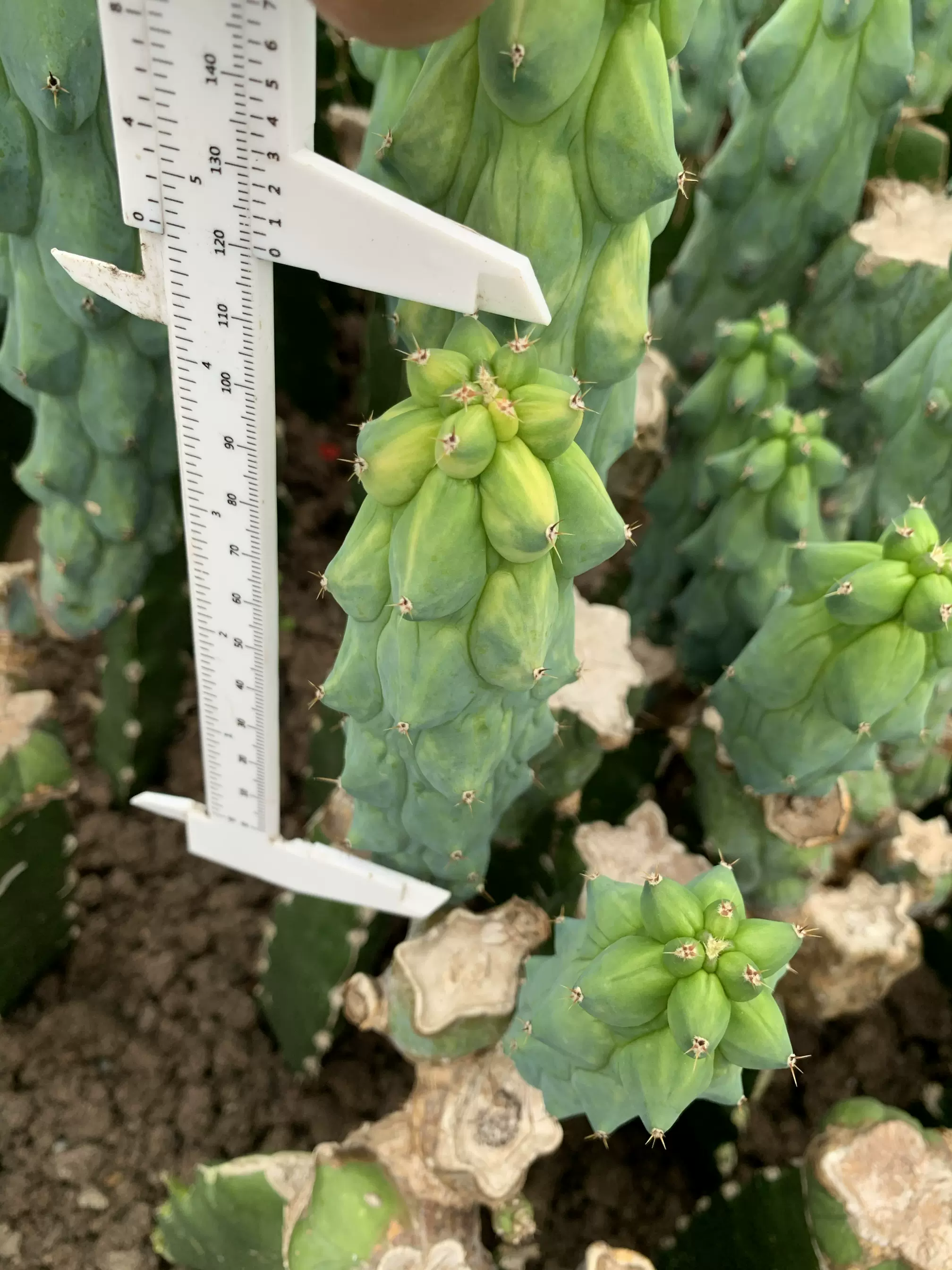 福禄寿锦仙人柱北美洲福禄龙神木自然锦多肉植物盆栽 ins风仙人掌