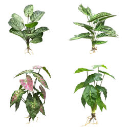Highly Realistic Artificial Calathea Leaves, Colorful Calathea with Roots, Green Plants for Tropical Rainforest Decoration, New Style with a Realistic Feel and Glued Stems