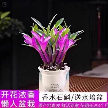 
Colorful perfume with red buds Dendrobium orchid fine Australian Dendrobium hydroponic potted plant JH