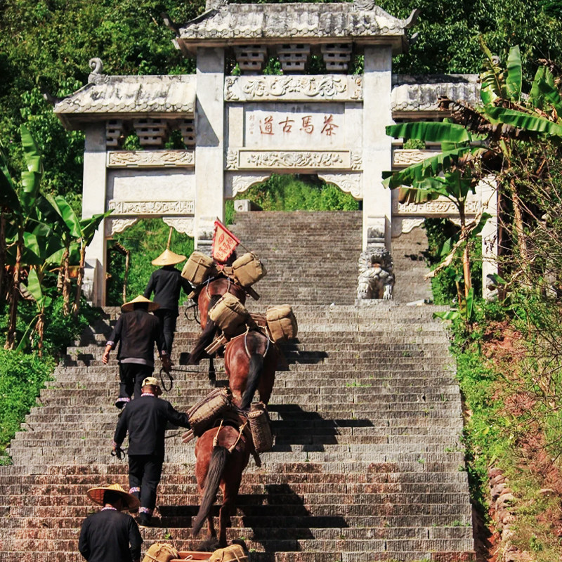 普洱 太阳河国家森林公园+茶马古道旅游景区一日游-独立私家团