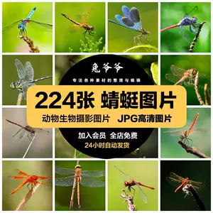 扑蜻蜓- Top 10件扑蜻蜓- 2024年2月更新- Taobao