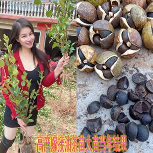 
High-yielding grafted camellia oleifera seedlings in Suichuan, Jiangxi, medium-large camellia oleifera saplings, hybrid white-flowered, red-skinned fruit seedlings