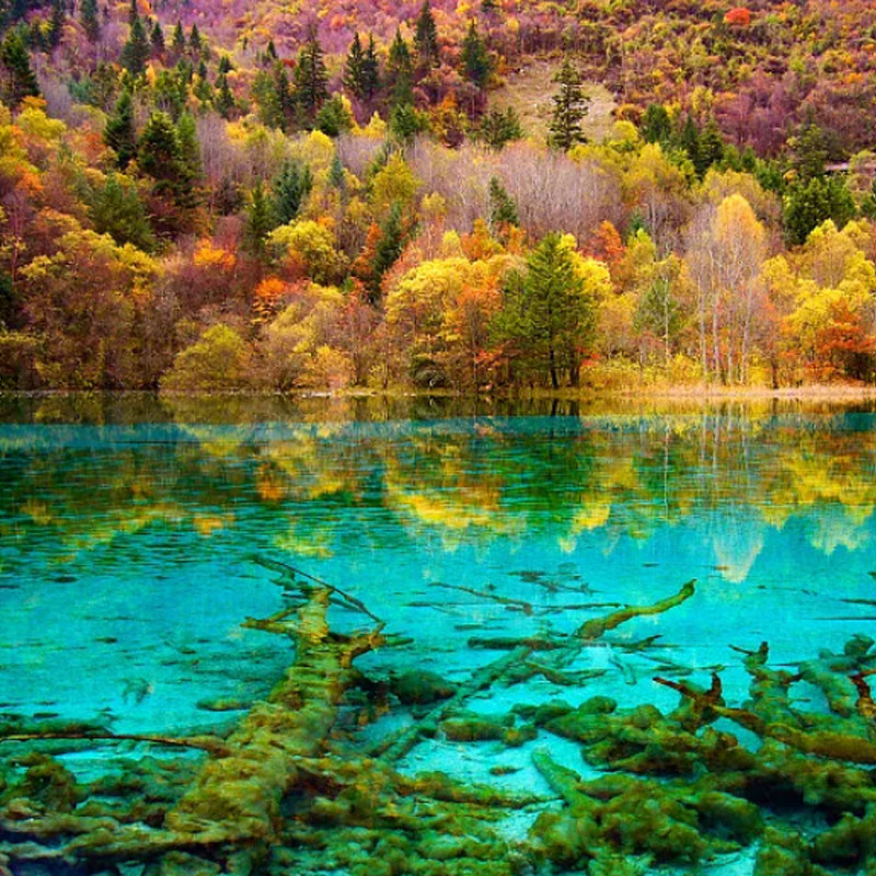 夜游蓝眼泪◆8人团成都熊猫谷三星堆都江堰青城山跟团一日游纯玩